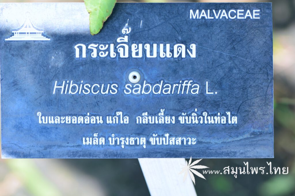 กระเจี๊ยบแดง ชื่อวิทยาศาสตร์ Hibiscus sabdariffa Linn.