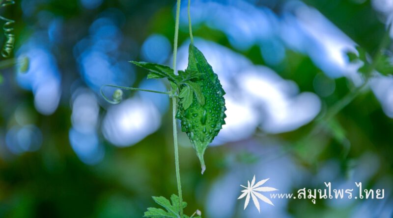 ต้นมะระขี้นก (ผักไห) ชื่อวิทยาศาสตร์ Momordica charantia L.