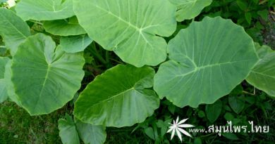 ต้นคูน (ออดิบ) ชื่อวิทยาศาสตร์ Colocasia gigantea Hook.f.