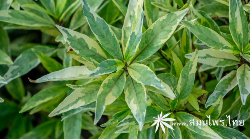 ต้นกระดูกไก่ดำ (ใบด่าง) ชื่อวิทยาศาสตร์ Justicia gendarussa Burm.f. (Variegated leaf)