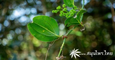 ต้นกำลังควายถึก (ก้ามกุ้ง) ชื่อวิทยาศาสตร์ Smilax perfoliata Lour.