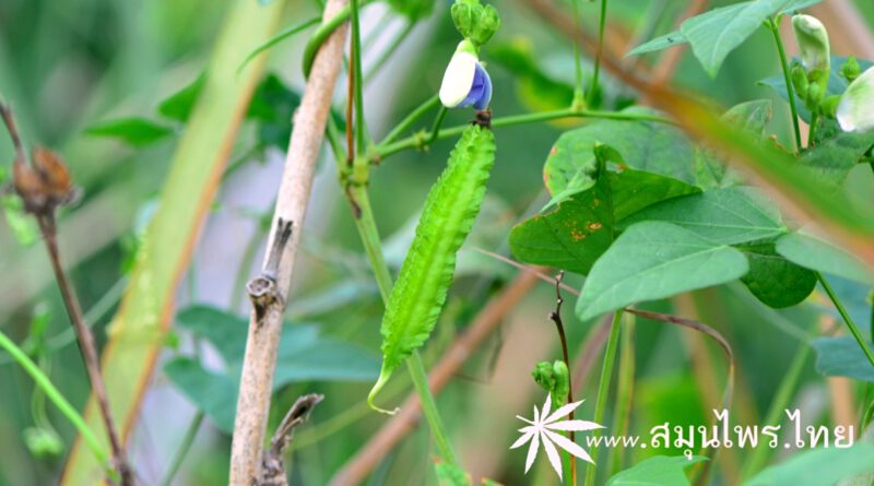 ต้นถั่วพู ชื่อวิทยาศาสตร์ Psophocarpus tetragonolobus (L.) DC.