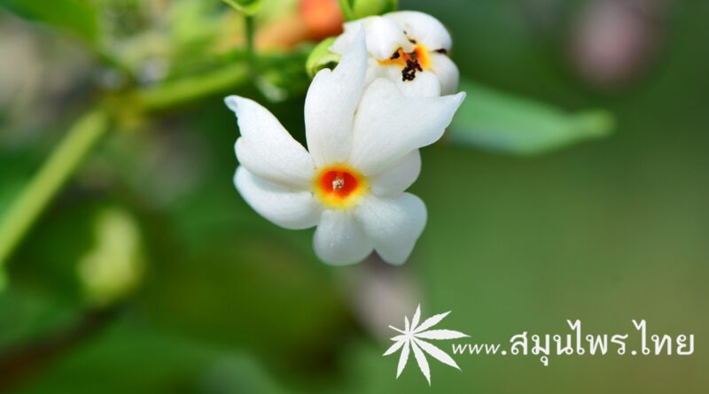 กรรณิการ์ ชื่อวิทยาศาสตร์ Nyctanthes arbor-tristis Linn.