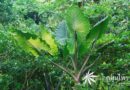 ต้นกระดาดแดง ชื่อวิทยาศาสตร์ Alocasia indica Schott var. metallica Schott.