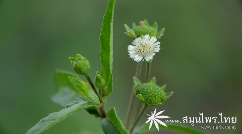 ต้นกะเม็งตัวเมีย (กะเม็งดอกขาว) ชื่อวิทยาศาสตร์ Eclipta prostrata (L.) L.