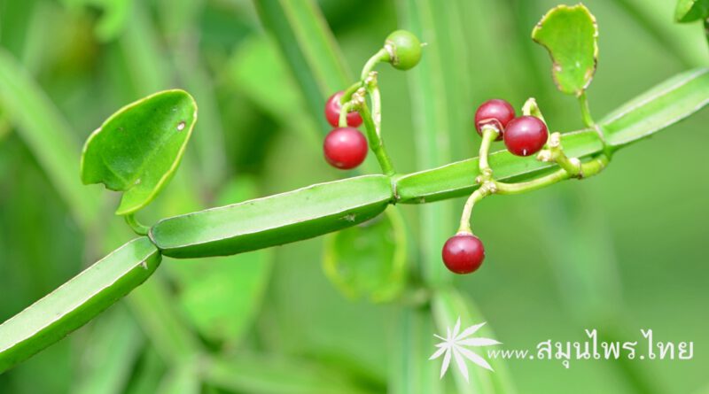 ต้นเพชรสังฆาต ชื่อวิทยาศาสตร์ Cissus quadrangularis L.