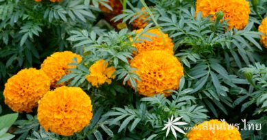 ต้นดาวเรือง ชื่อวิทยาศาสตร์ Tagetes erecta L.