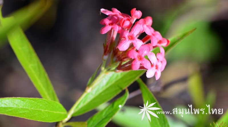 ต้นชมพูนงนุช (ดอกเข็มชมพูนุช) ชื่อวิทยาศาสตร์ Arachnothryx leucophylla (Kunth) Planch.