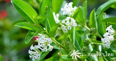 ต้นทิวา (ทิวาราตรี) ชื่อวิทยาศาสตร์ Cestrum diurnum L.