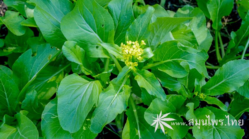 ต้นผักกวางตุ้ง ชื่อวิทยาศาสตร์ Brassica rapa L. (Brassica pekinensis var. laxa Tsen & S.H.Lee)