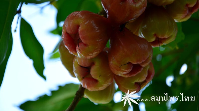 ต้นชมพู่แก้มแหม่ม ชื่อวิทยาศาสตร์ Syzygium samarangense.