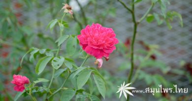 ต้นกุหลาบมอญ (ดอกยี่สุ่น สีชมพู) ชื่อวิทยาศาสตร์ Rosa damascena Mill.