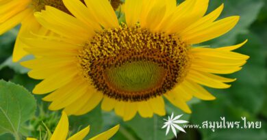 ต้นทานตะวัน ชื่อวิทยาศาสตร์ Helianthus annuus L.