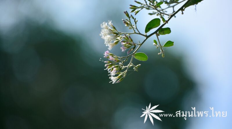 ต้นตานหม่อน ชื่อวิทยาศาสตร์ Tarlmounia elliptica (DC.) H.Rob., S.C.Keeley, Skvarla & R.Chan.