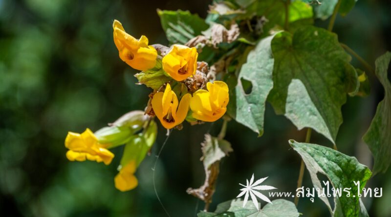 ต้นจิงจ้อผีเสื้อ ชื่อวิทยาศาสตร์ Thunbergia papilionacea W. W. Sm.