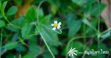 ต้นหญ้าตีนตุ๊กแก ชื่อวิทยาศาสตร์ Tridax procumbens (L.) L.