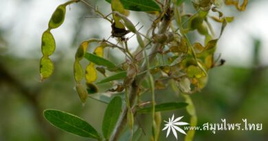 ต้นถั่วหอมเวียดนาม ชื่อวิทยาศาสตร์ Trifidacanthus unifoliolatus Merr.