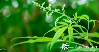 ต้นคนทีเขมา (คนทีสอเขมา คนทีสอดำ) ชื่อวิทยาศาสตร์ Vitex negundo L.